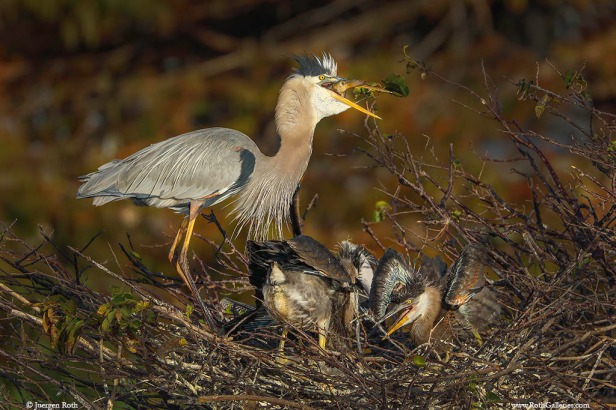 Florida-Wakodahatchee-Wetlands-Bird-Photography-Roth-Galleries